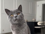 Mâle British Shorthair disponible pour saillie gratuite