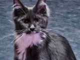 Chatons Maine Coon LOOF à vendre