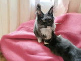 Chatons Maine Coon LOOF à vendre