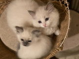 4 chatons Ragdoll LOOF à vendre