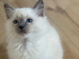 4 chatons Ragdoll LOOF à vendre