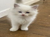 4 chatons Ragdoll LOOF à vendre