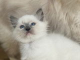 4 chatons Ragdoll LOOF à vendre