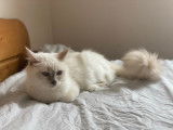 Chattes Ragdoll et Sacré de Birmanie à vendre