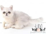 Chatonne Exotic Shorthair &agrave; vendre