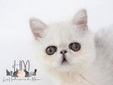 Chatonne Exotic Shorthair &agrave; vendre