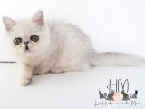Chatonne Exotic Shorthair &agrave; vendre