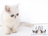 Chatonne Exotic Shorthair &agrave; vendre