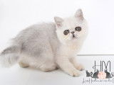 Chatonne Exotic Shorthair &agrave; vendre