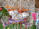 Chatons Exotic Shorthair silver à vendre
