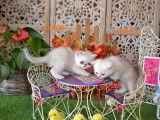 Chatons Exotic Shorthair silver à vendre