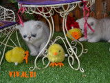 Chatons Exotic Shorthair silver à vendre