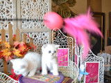 Chatons Exotic Shorthair silver à vendre