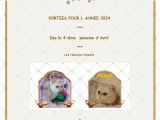 Chatons Exotic Shorthair silver à vendre