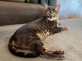 2 chattes Bengals à adopter pour une douce retraite (LOOF)