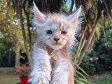 À réserver, 3 chatons Maine Coon LOOF
