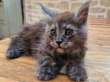 À réserver, 3 chatons Maine Coon LOOF