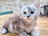 À réserver, 3 chatons Maine Coon LOOF