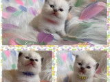 12 chatons Ragdoll LOOF disponibles à l’adoption