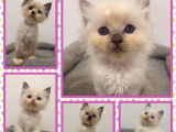 12 chatons Ragdoll LOOF disponibles à l’adoption