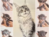 6 chatons Maine Coon LOOF à réserver
