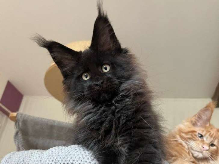 À réserver : 7 magnifiques chatons Maine Coon LOOF