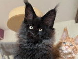 À réserver : 7 magnifiques chatons Maine Coon LOOF