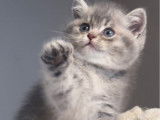 À réserver : un chaton mâle British Longhair blue golden shaded LOOF