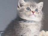 À réserver : un chaton mâle British Longhair blue golden shaded LOOF