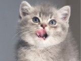 À réserver : un chaton mâle British Longhair blue golden shaded LOOF