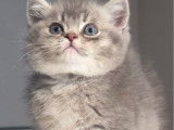 À réserver : un chaton mâle British Longhair blue golden shaded LOOF