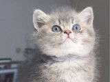 À réserver : un chaton mâle British Longhair blue golden shaded LOOF