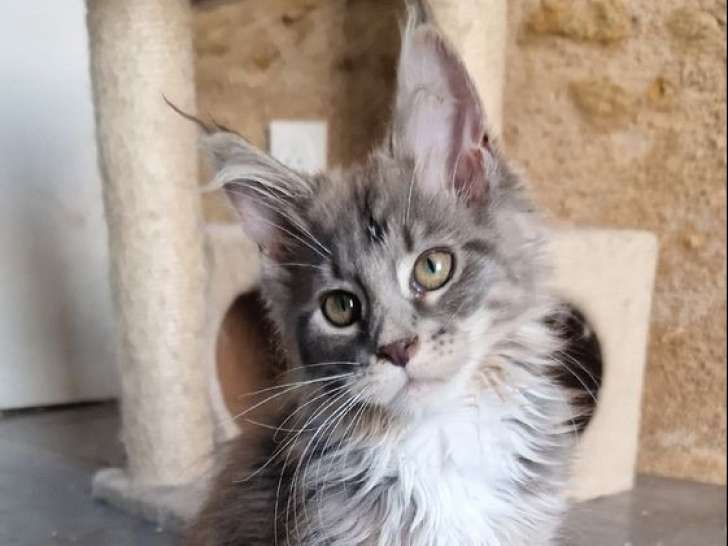 À adopter : chaton femelle Maine Coon LOOF