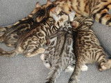 Adorables chatons Bengal LOOF à vendre
