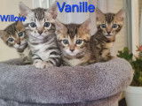 Adorables chatons Bengal LOOF &agrave; vendre