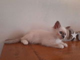 À réserver : 2 chatons Sacrés de Birmanie LOOF