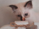 À réserver : 2 chatons Sacrés de Birmanie LOOF