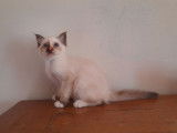 À réserver : 2 chatons Sacrés de Birmanie LOOF