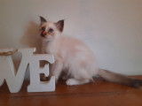 À réserver : 2 chatons Sacrés de Birmanie LOOF