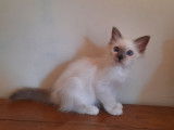 À réserver : 2 chatons Sacrés de Birmanie LOOF