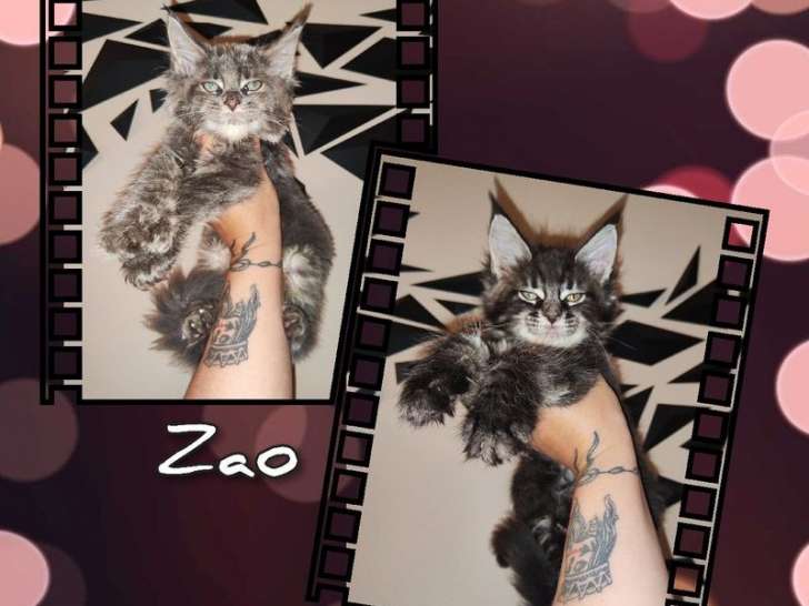2 chatons femelles Maine Coon LOOF à réserver