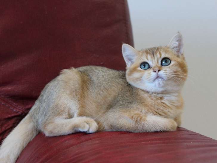 À réserver : 2 chatons British Shorthair Golden mâles LOOF
