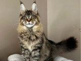 Un chat femelle Maine Coon LOOF à adopter
