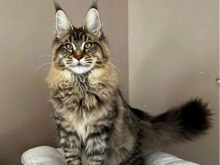Un chat femelle Maine Coon LOOF à adopter
