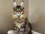 Un chat femelle Maine Coon LOOF à adopter