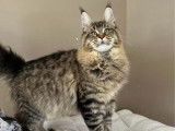 Un chat femelle Maine Coon LOOF à adopter