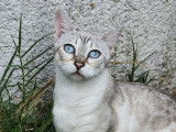 À adopter : un chat femelle Bengal adulte LOOF