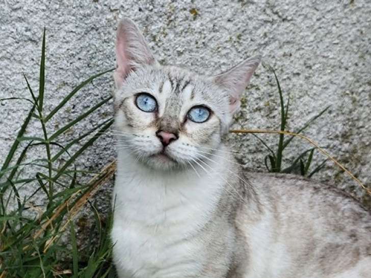 À adopter : un chat femelle Bengal adulte LOOF