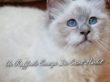 À réserver : 7 chatons Sacrés de Birmanie LOOF
