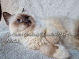 À réserver : 7 chatons Sacrés de Birmanie LOOF